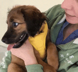 5 Lessons in Facebook? from My Puppy