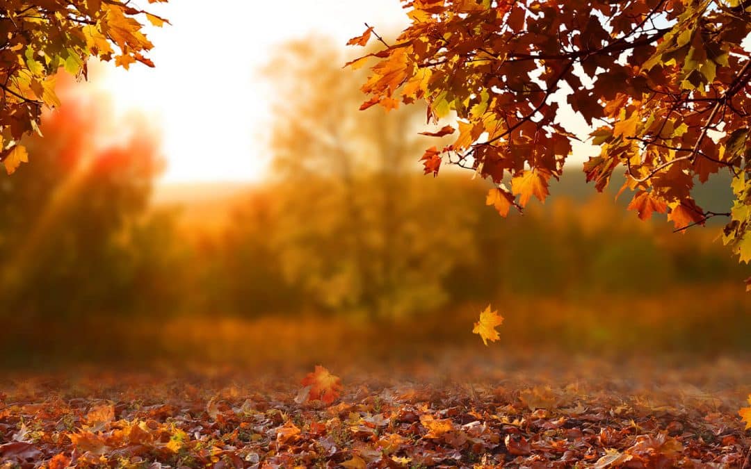 Thankfulness (a very personal blog)